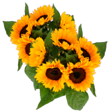 Zonnebloemen